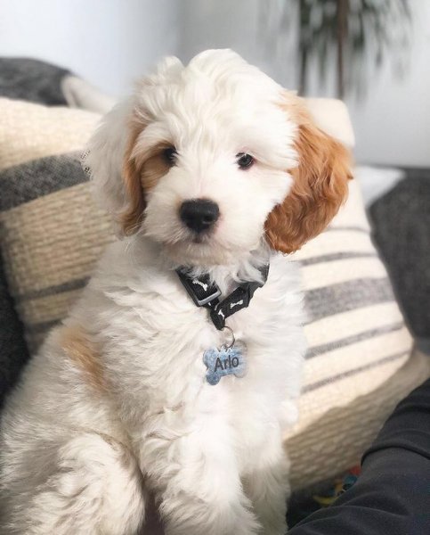 ARLO,.jpg