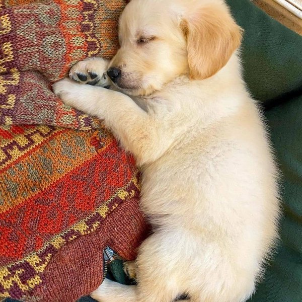 retrieverpuppies-20210201-0002.jpg retrieverpuppies-20210201-0002.jpg