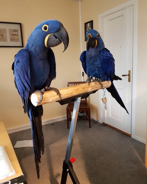 blue-and-gold-macaws-for-sale-blue-and-gold-bird-for-sale-parrots-for-sale-macaws-for-sale-bir...jpg