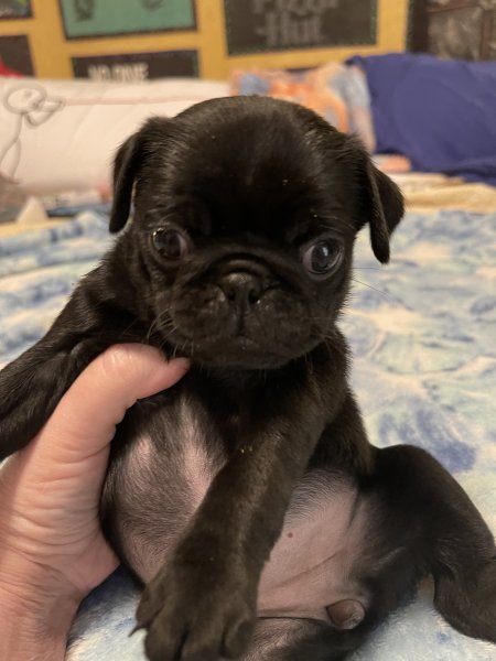 pug2.jpg