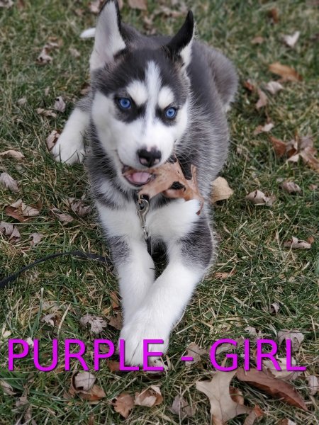 Purple.jpg