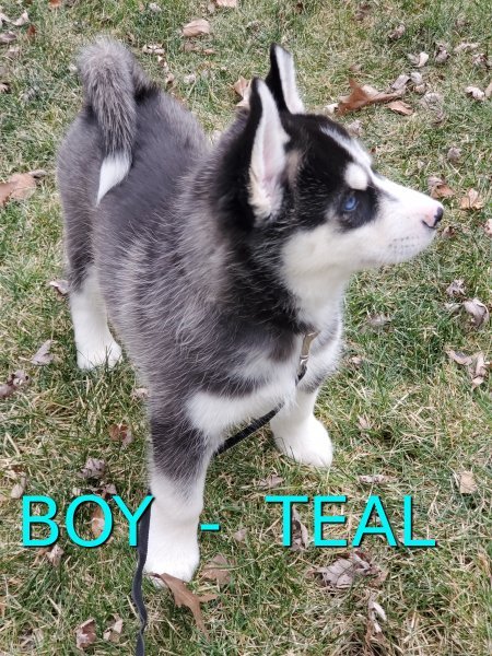 Teal_Boy.jpg