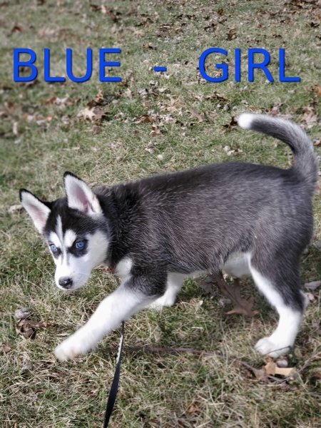 Blue_Girl.jpg