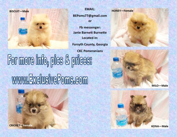Flyer.jpg