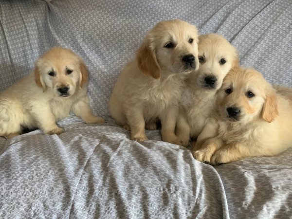 golden-retriever-puppies-6054cc0d458c9.jpg