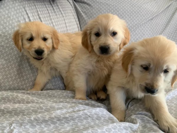 golden-retriever-puppies-6054cc1abb6a1.jpg