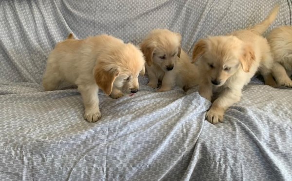 golden-retriever-puppies-6054cc2fa73bb.jpg