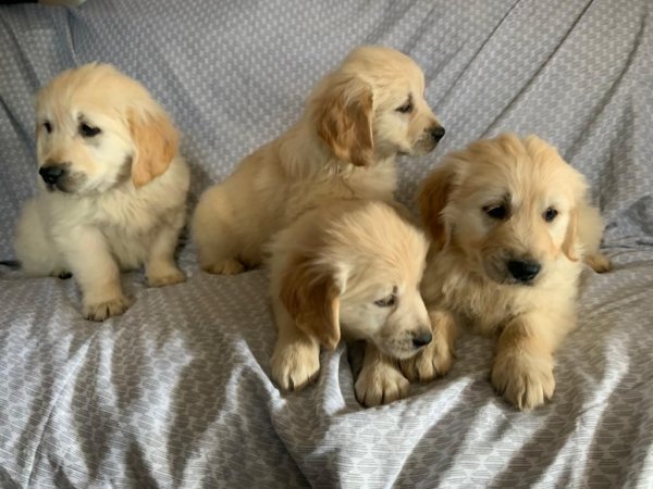 golden-retriever-puppies-6054cc80091f0.jpg