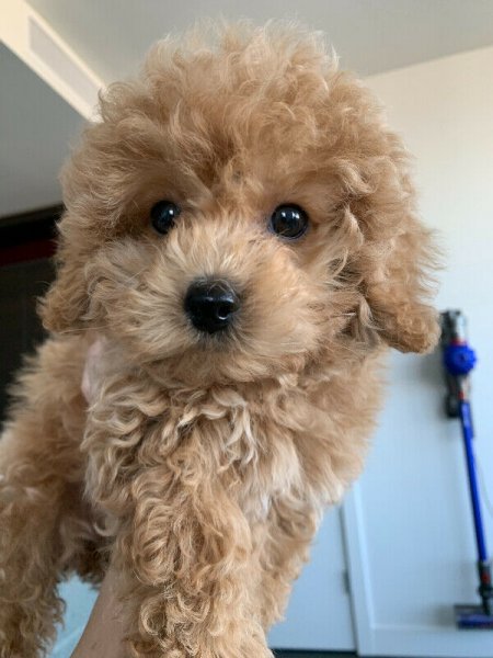 HILDA(FEMALE POODLE PUPPY).jpg