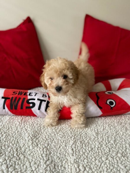 GAMBITO(MALE TOY POODLE PUP).jpg