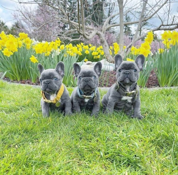 French Bulldog...jpeg