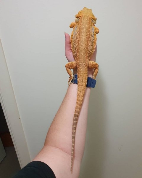 beardeddragonage_1619493901882399.jpg