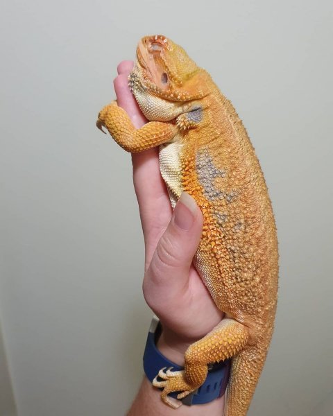beardeddragonage_1619493901883810.jpg