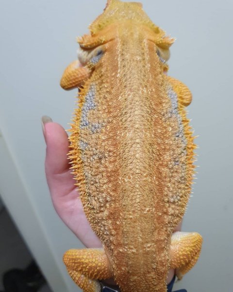 beardeddragonage_1619493901883179.jpg