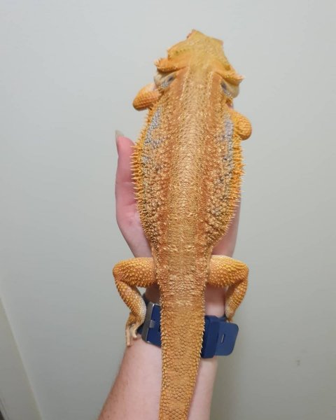 beardeddragonage_1619493901883305.jpg