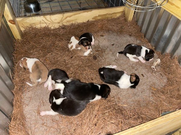 Puppy 2 weeks 2.0.jpg Puppy 2 weeks 2.0.jpg