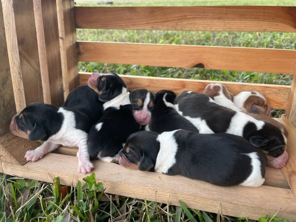 Puppy Couple of Days old.jpg Puppy Couple of Days old.jpg