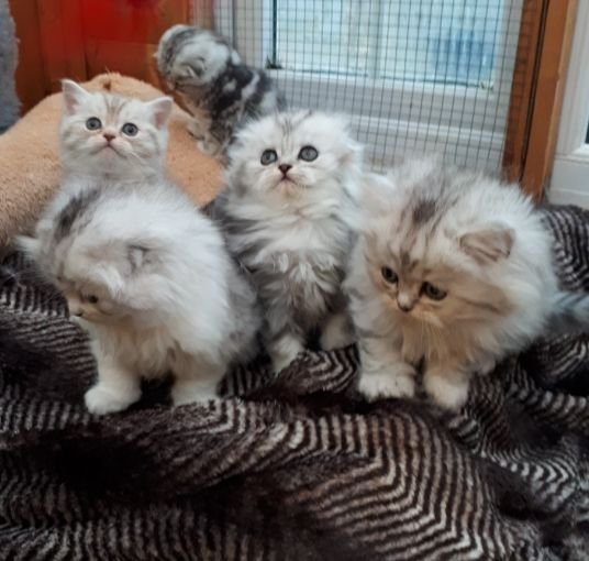 stunning-scottish-fold.jpg