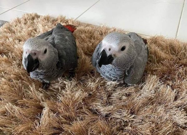 Baby African Grey Parrots 1.jpeg