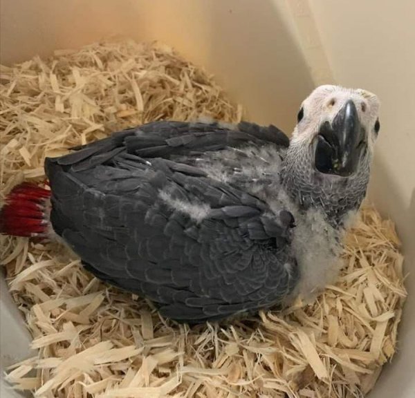 Baby African Grey Parrots 3.jpeg