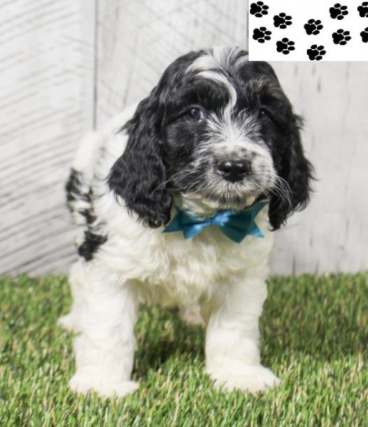 Cockapoo.jpg Cockapoo.jpg