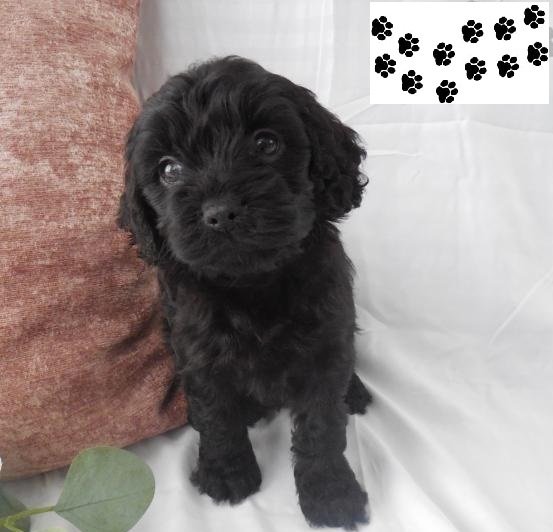 Cockapoo 1.jpg