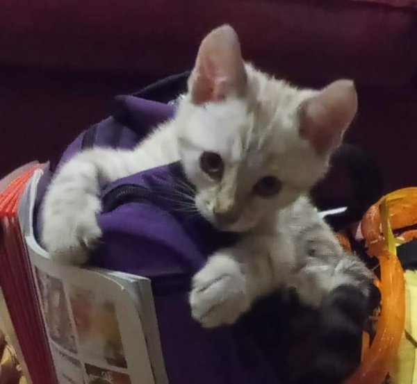 bengals of epochcat (2).jpg bengals of epochcat (2).jpg