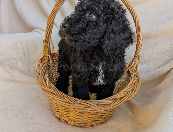 Black Abstract Poodle Puppy 2.jpg