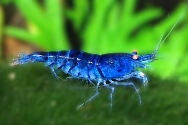 Dream-Blue-Velvet-Shrimp.jpg Dream-Blue-Velvet-Shrimp.jpg