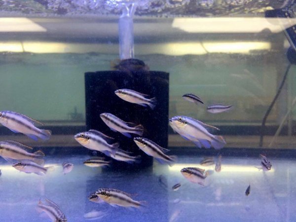 kribensis_cichlids__93821.1472095545.jpg