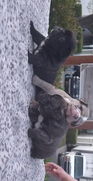 french bulldog smail puppys24.jpg