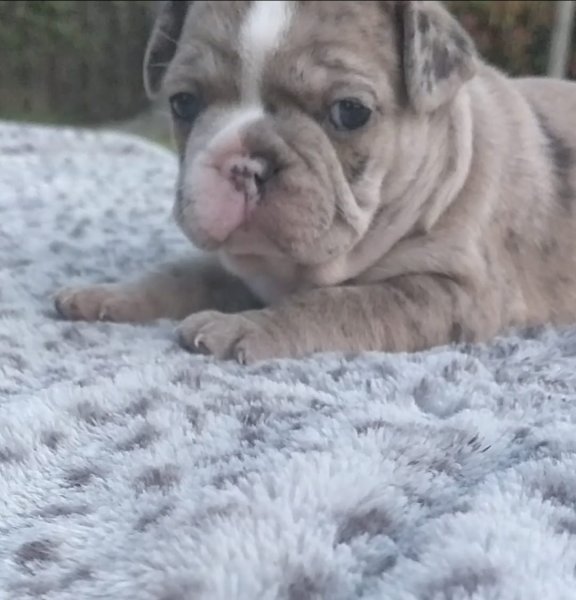 french bulldog smail puppys1.jpg