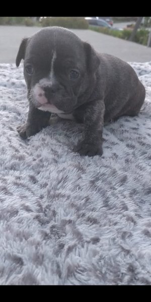 french bulldog smail puppys12.jpg