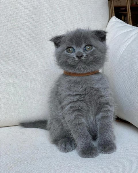 scottish-fold-kittens-5fb14b16dd828.f87.jpg