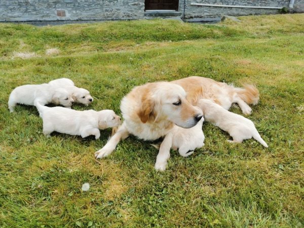 beautiful-kc-registered-golden-retriever-puppies-5ec1111a154ce.jpg