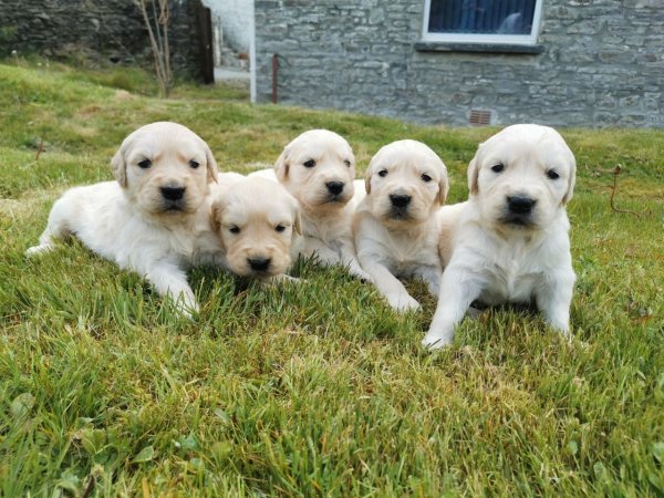 beautiful-kc-registered-golden-retriever-puppies-5ec11119bf165.jpg