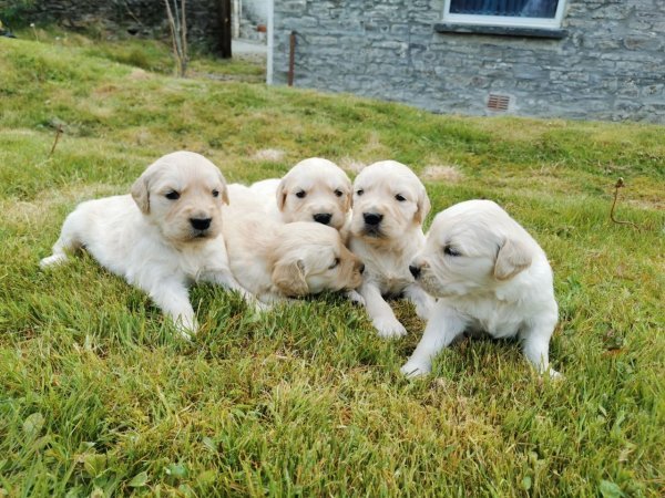 beautiful-kc-registered-golden-retriever-puppies-5ec11138cd028.jpg