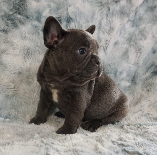 blue merle french bulldog puppies.jpg