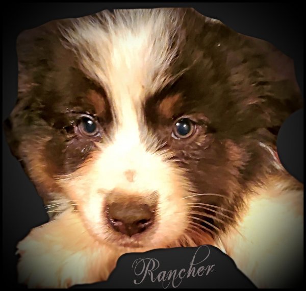 Rancher.jpg