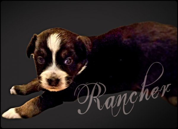 Rancher3.jpg