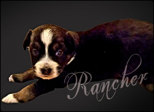 Rancher3.jpg Rancher3.jpg