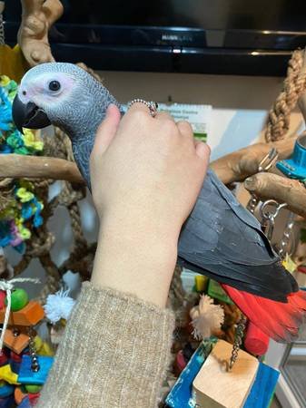 African ggrey.jpg African ggrey.jpg
