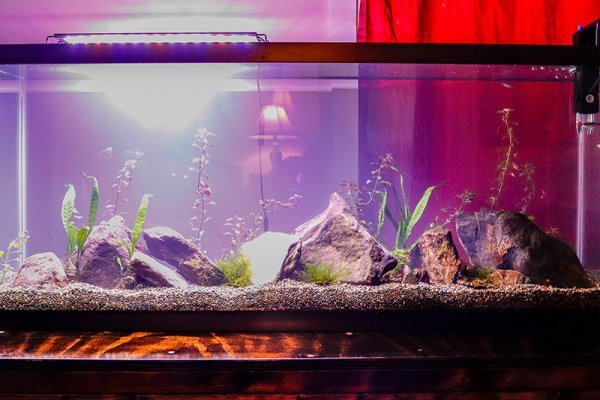 setting-up-55-gallon-fish-tank.jpg setting-up-55-gallon-fish-tank.jpg