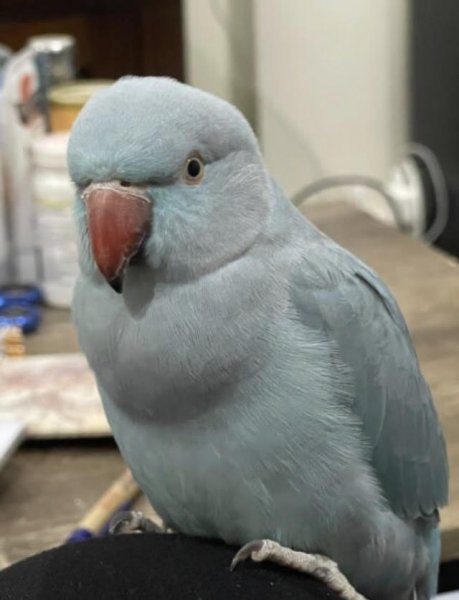 ring neck.jpg