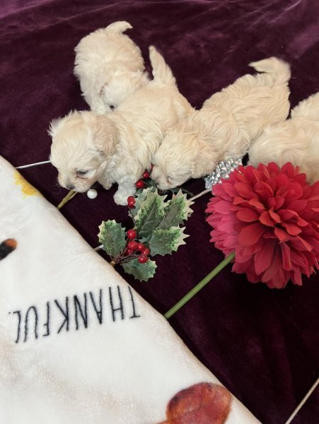 Bichon frise7.jpg