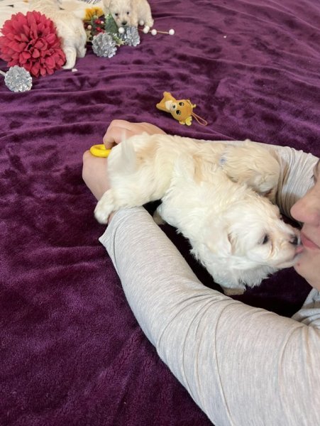Bichon frise8.jpg