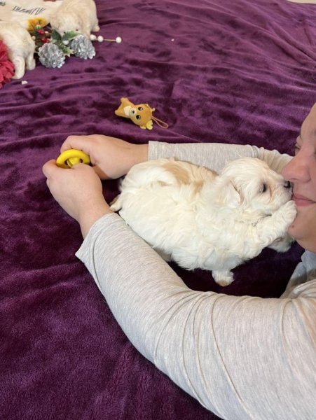 Bichon frise9.jpg
