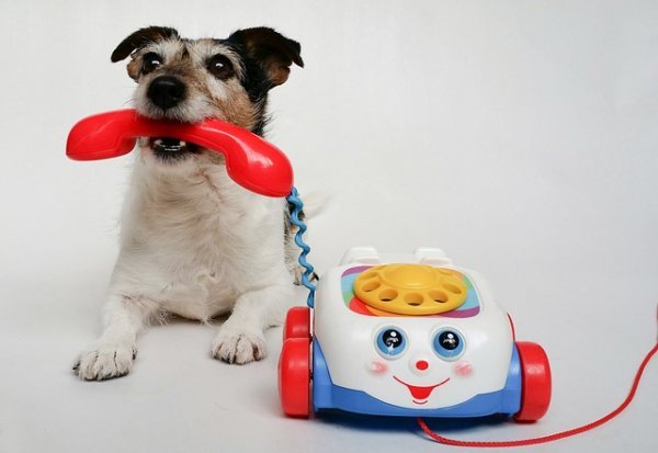*jack-russell-terrier-&phone.jpg