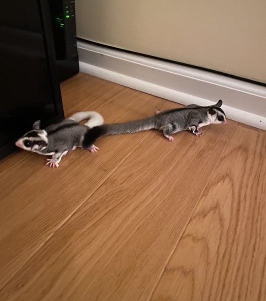 2 Female Sugar Gliders for Sale