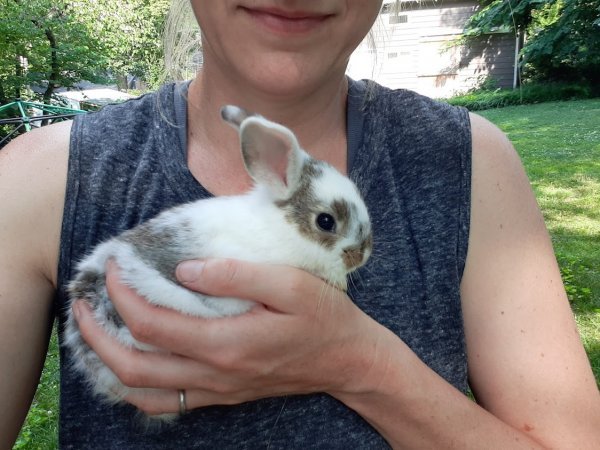 bunny1.jpeg bunny1.jpeg
